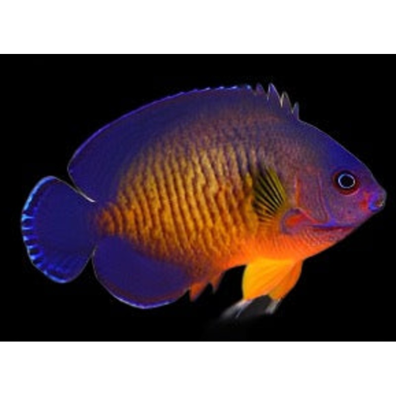 Centropyge bispinosa (Coral beauty Angel)