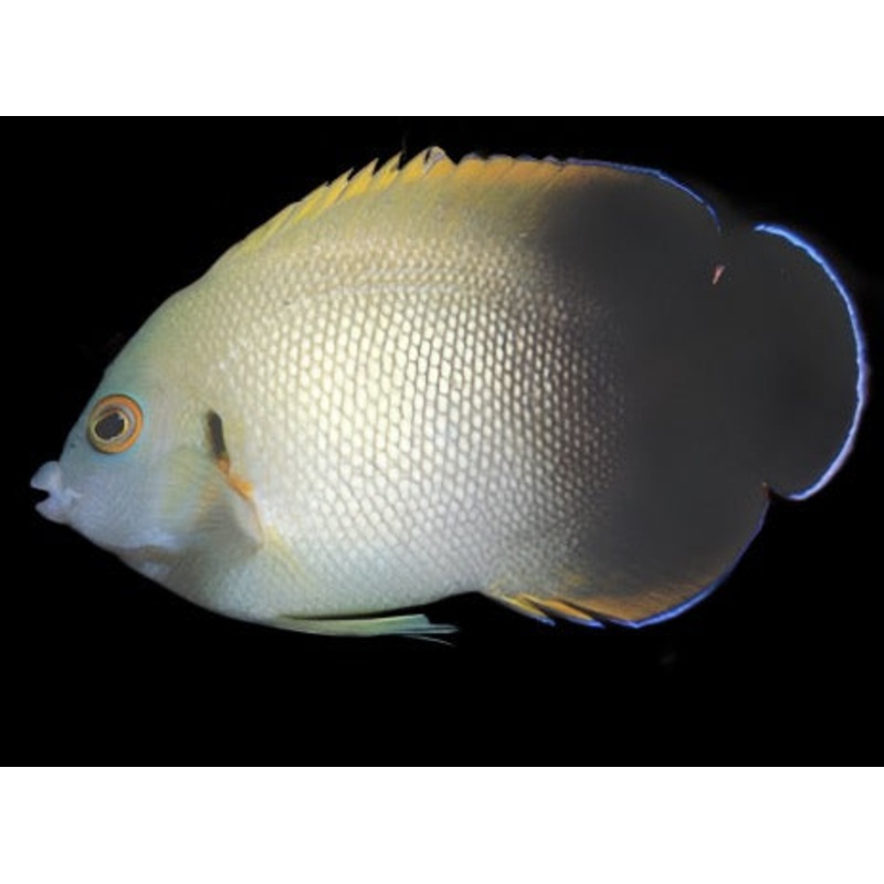 Centropyge vroliki (Halfblack Angelfish)