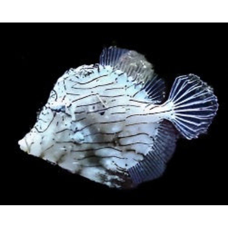 Chaetodermis pencilligerus (Tassle Filefish)