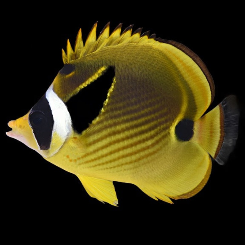Chaetodon lunula (Raccoon butterfly)