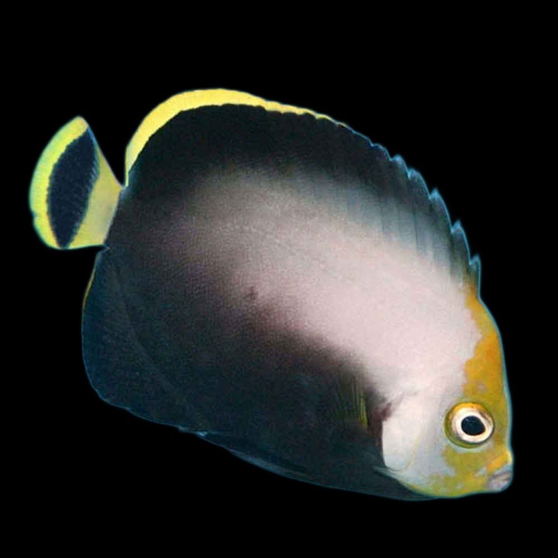 Chaetodontoplus melsnosoma (Grey Poma Angel)