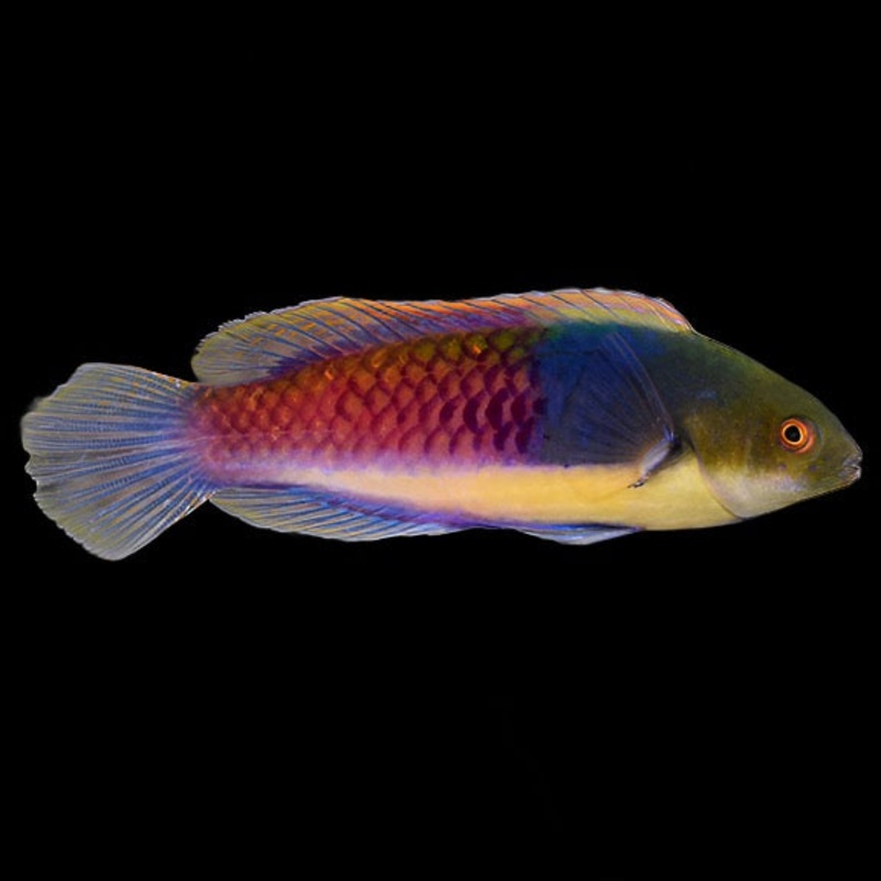 Cirrhilabrus cyanopleura (Blue side fairy wrasse)
