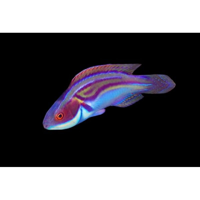 Cirrhilabrus labouti (Labouti Wrasse Australia)