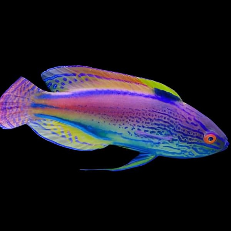 Cirrhilabrus lineatus (Lineatus Fairy Wrasse)
