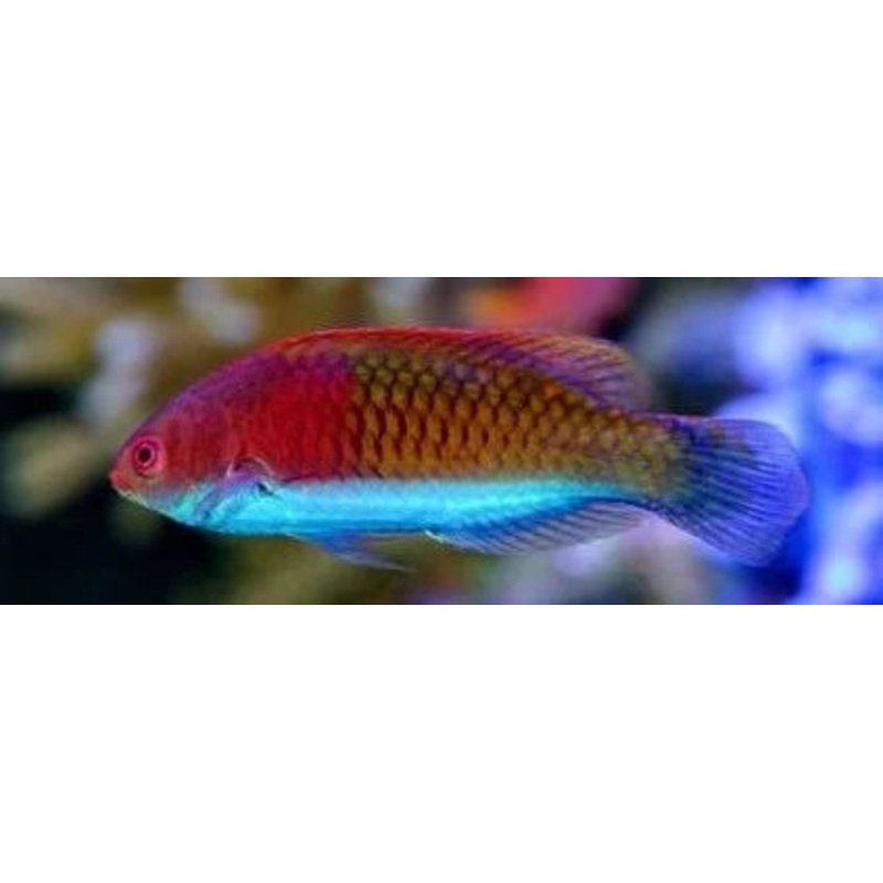 Cirrhilabrus lyukyuensis (Purple Scale Fairy Wrasse)