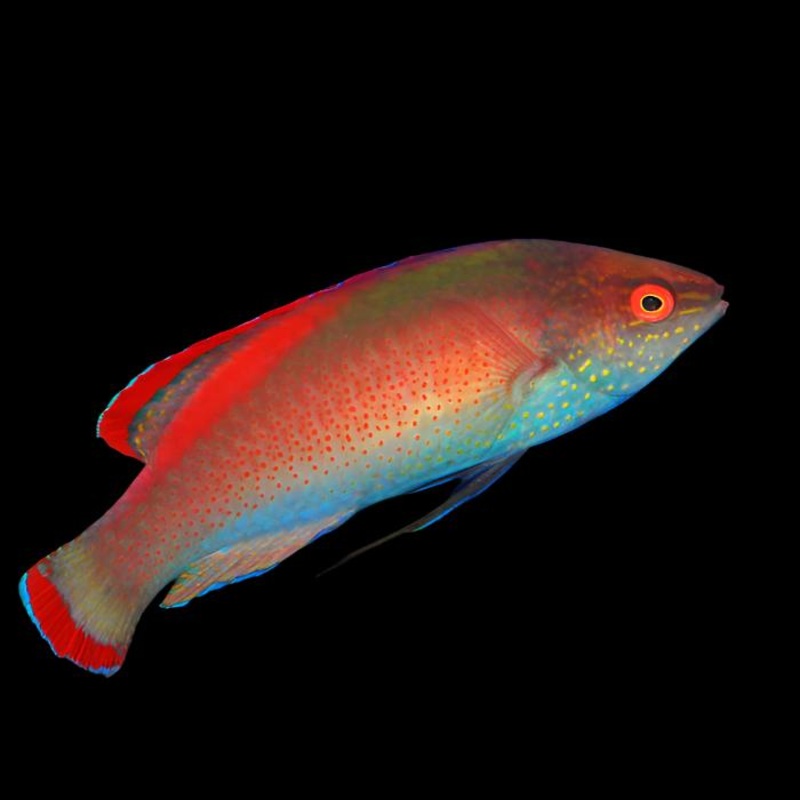 Cirrhilabrus rubrimarginatus (Red Margin Fairy Wrasse)