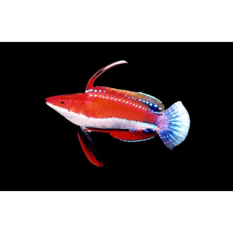 Cirrhilabrus Rubriventralis (Red-Fin Fairy Wrasse)