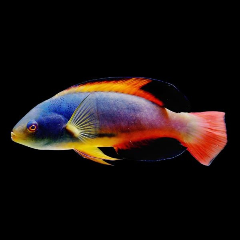 Cirrhilabrus scottorum (Scott Fairy Wrasse AUSTRALIA)