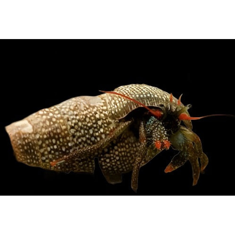 Clibanarius diguetti (Red leg Hermit crab)