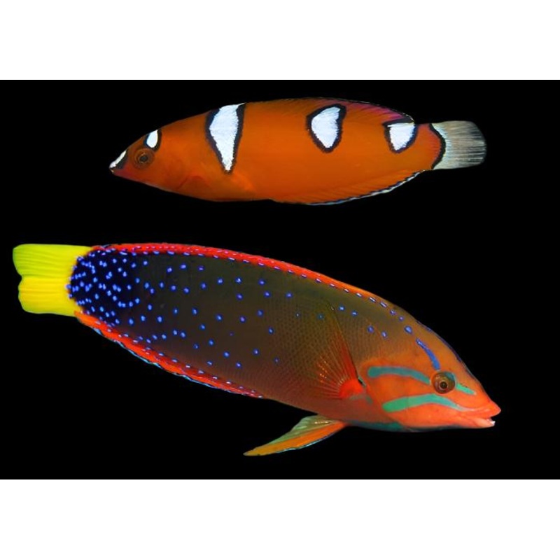 Coris gaimard (Red Coris Wrasse)