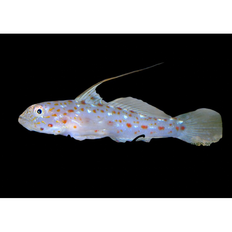Ctenogobiops tangaroai (Tangaroa Shrimp goby)