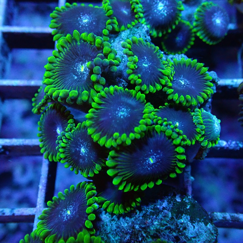 Deep Blue Sea Zoanthids Frag