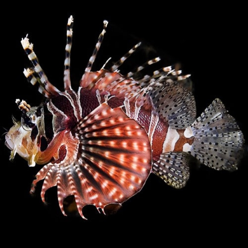 Dendrochirus brachypterus (Fuzzy Dwarf Lionfish)