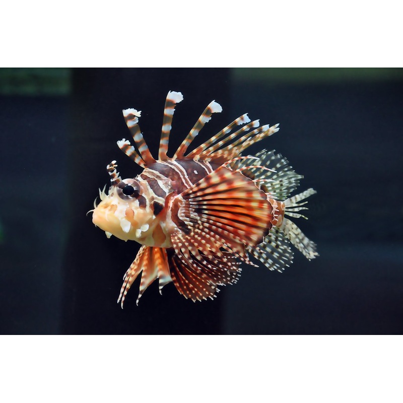 Dendrochirus zebra (Dwarf/Zebra Lionfish)