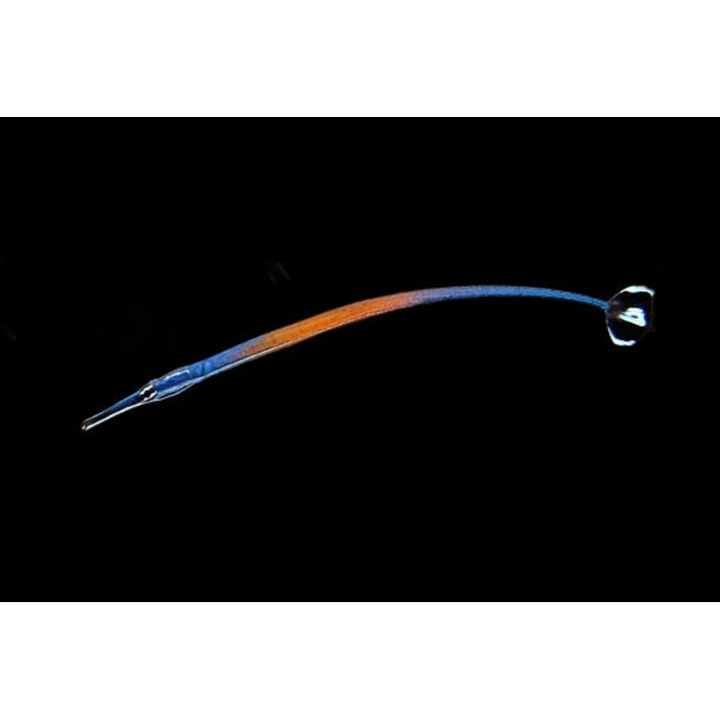 Doryrhamphus janssi (Janss' Pipefish)