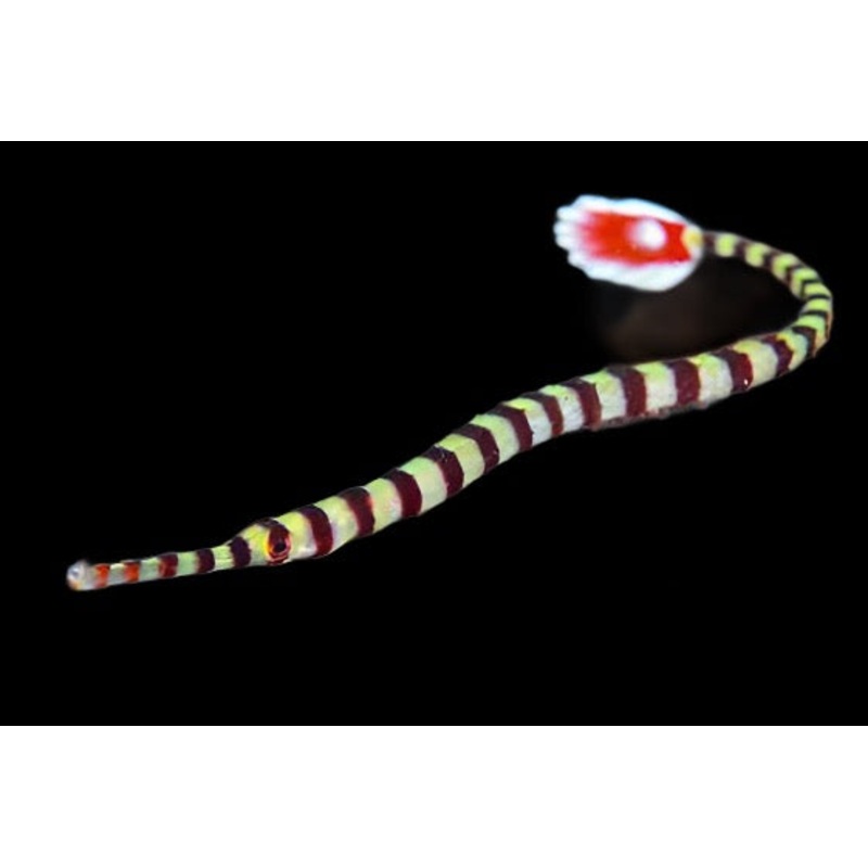 Dunckerocampus dactyliophorus (Banded Pipefish)