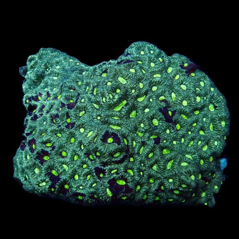 Favia Colony