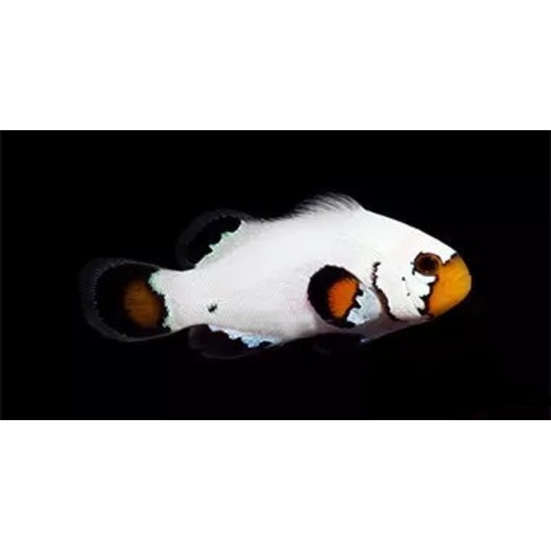 Flurry Ocellaris (Clownfish)