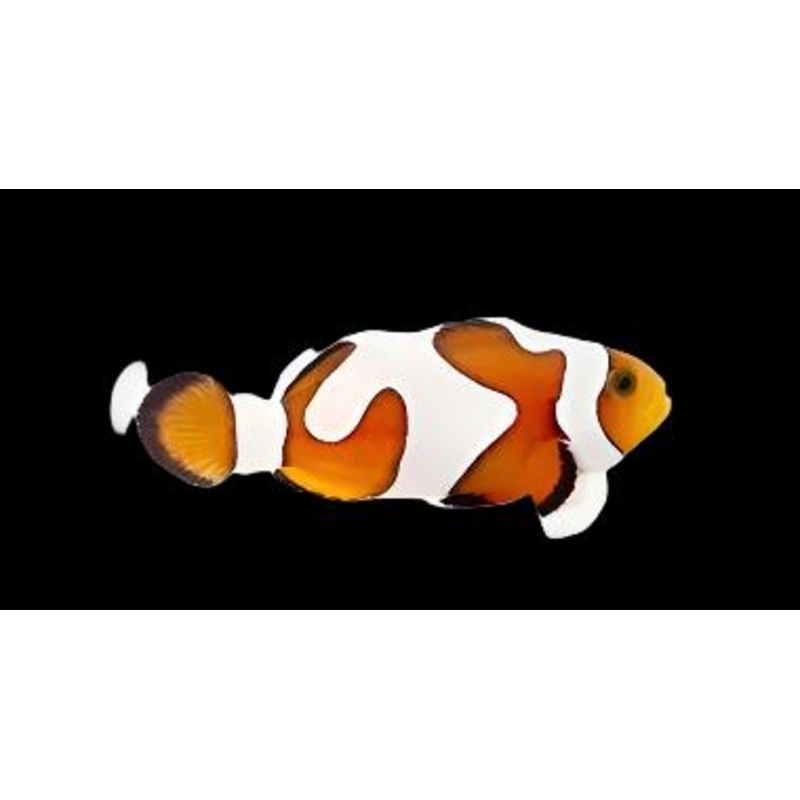 Gladiator Ocellaris (Clownfish) (Davinci) Grade A