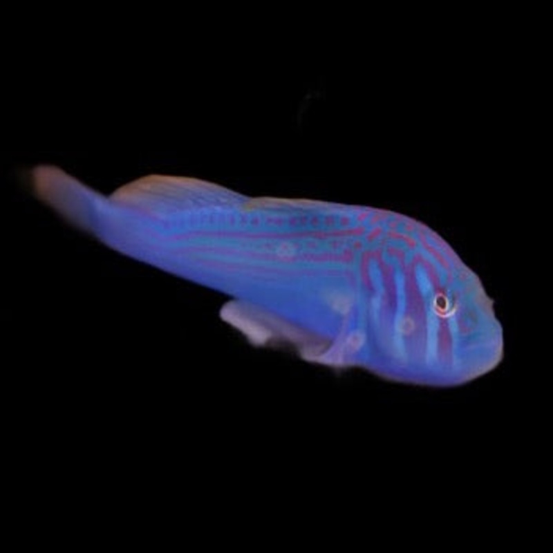 Gobiodon atrangulatus (Clown goby, Blue)
