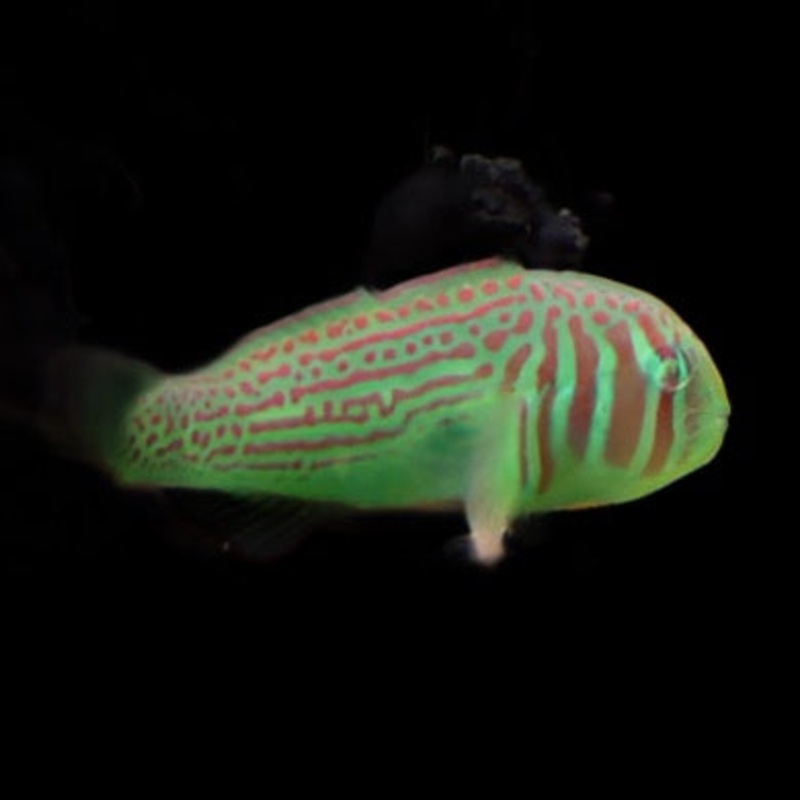Gobiodon atrangulatus (Green Clown Warpaint Goby)