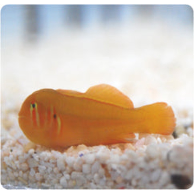 Gobiodon quinquestrigatus (Red Coralgoby)