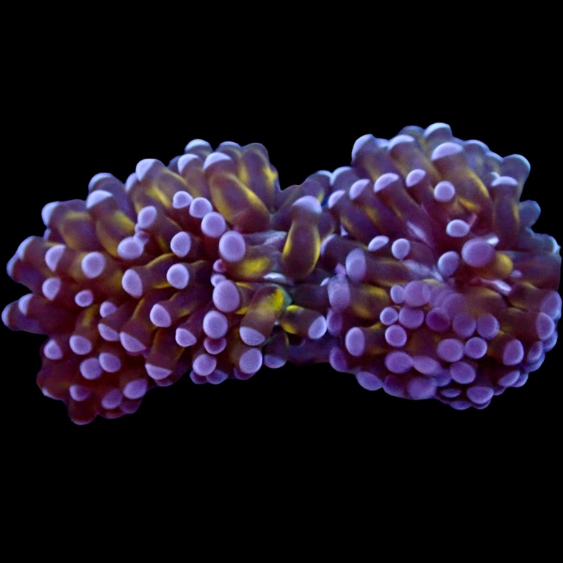 Gold Striped Green Tip Short Tentacle Torch Coral 2 heads