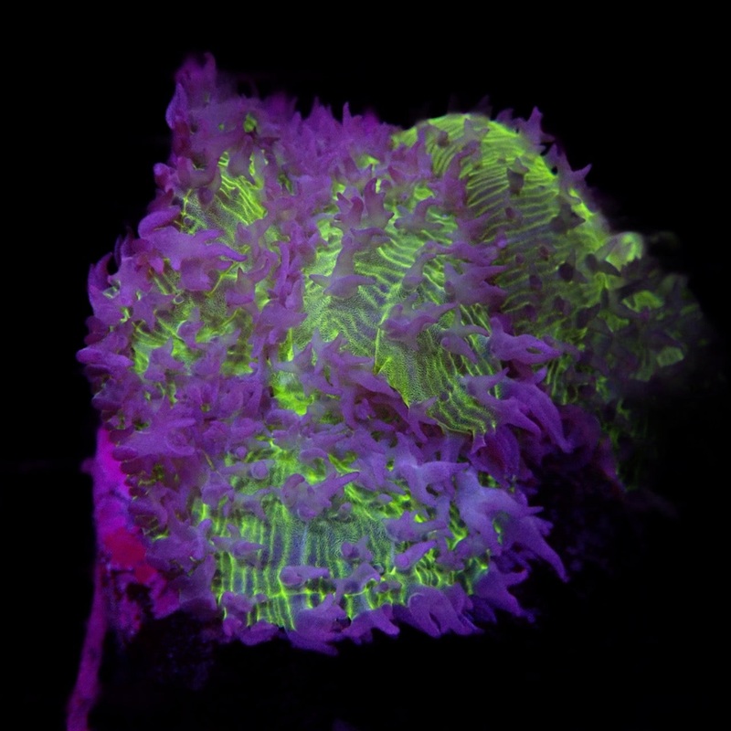 Green Metalic Mushroom on Scleractinia