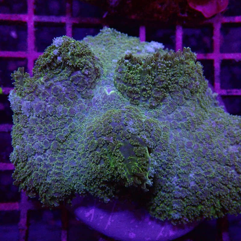 Green Metalic Mushroom on Scleractinia #2