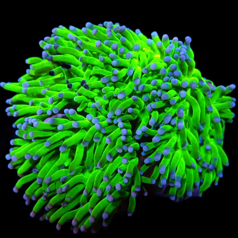 Green Torch blue tip frag par tte