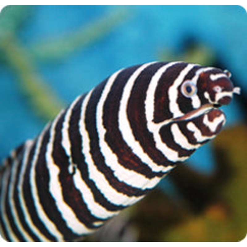 Gymnomuraena zebra (Zebra Moray Eel)