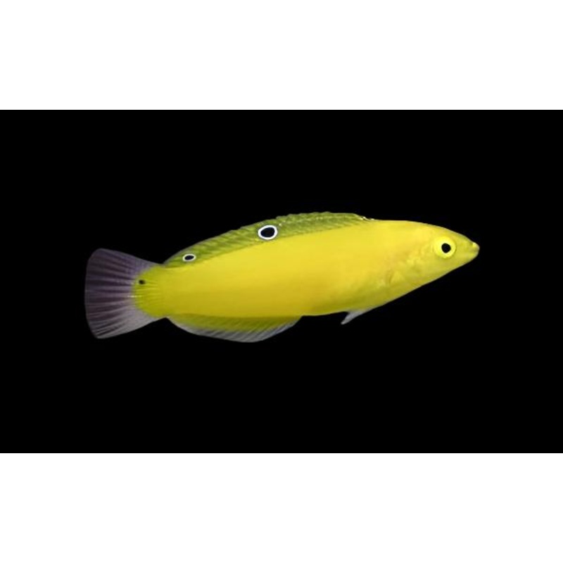 Halichoeres chrysus (Yellow Coris Wrasse)