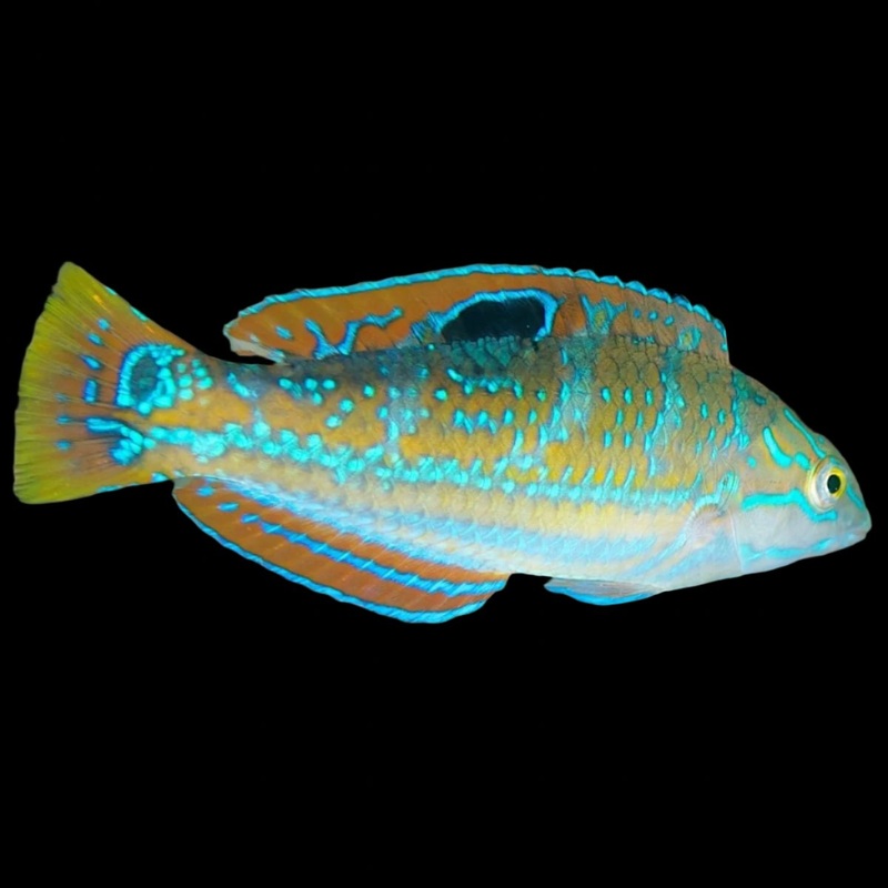 Halichoeres radiatus (Pudding Wife Wrasse)