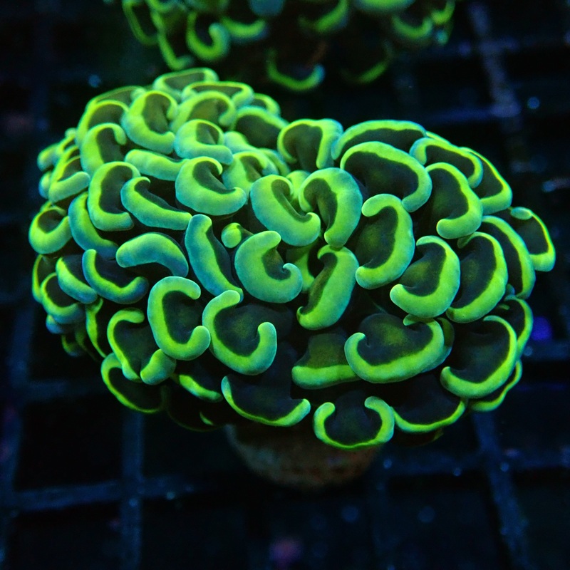 Hammer Frag Golden avec Green tips