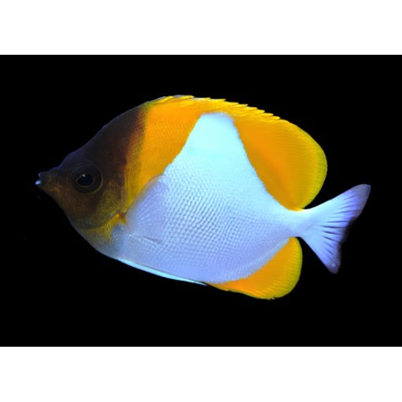 Hemitaurichthys polylepis (Yellow Pyramid Butterflyfish)