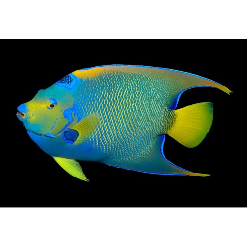 Holacanthus ciliaris (Queen Angel)