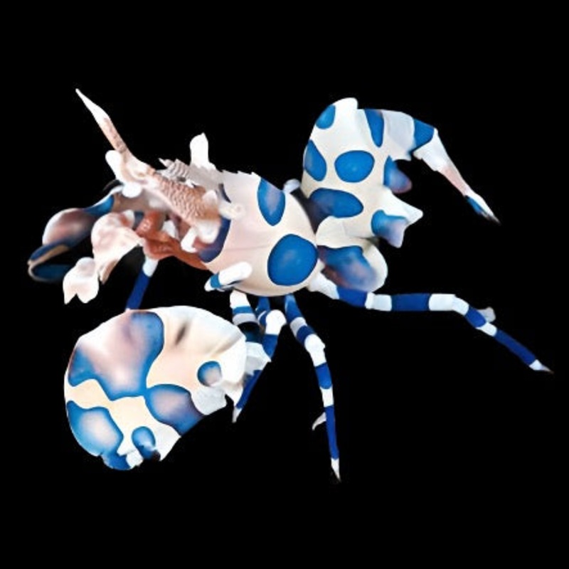 Hymenocera elegans (picta) (Harlequin shrimp)
