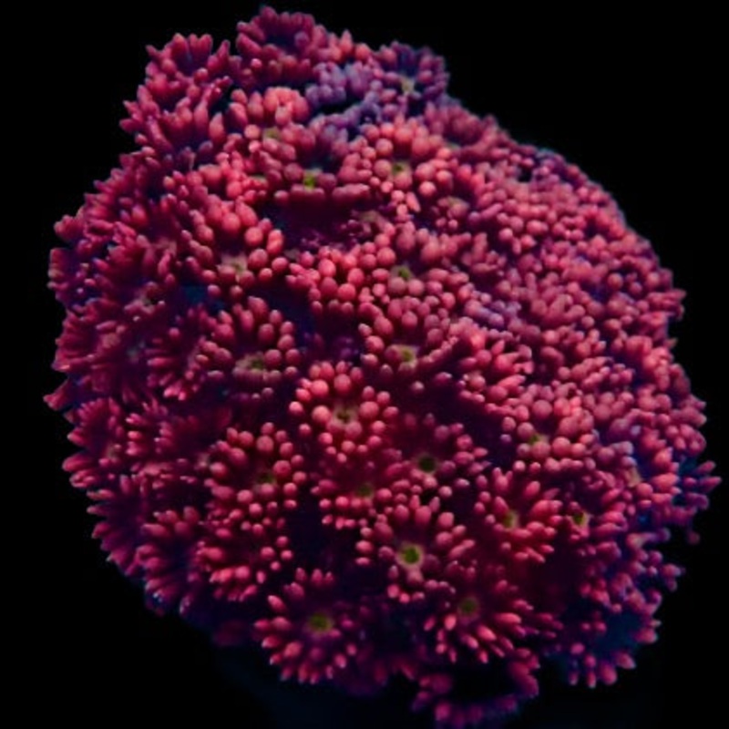 Jewel Coral - Rainbow #4