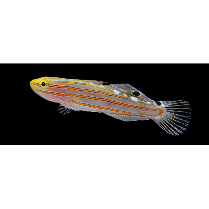 Koumansetta rainfordi (Court Jester Goby)