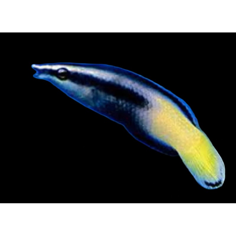 Labroides bicolor (Bicolored Cleaner Wrasse)
