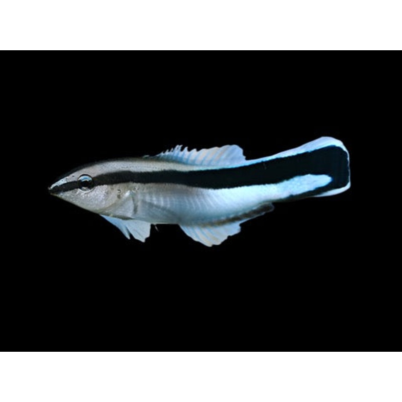 Labroides dimidiatus (Cleaner Wrasse)
