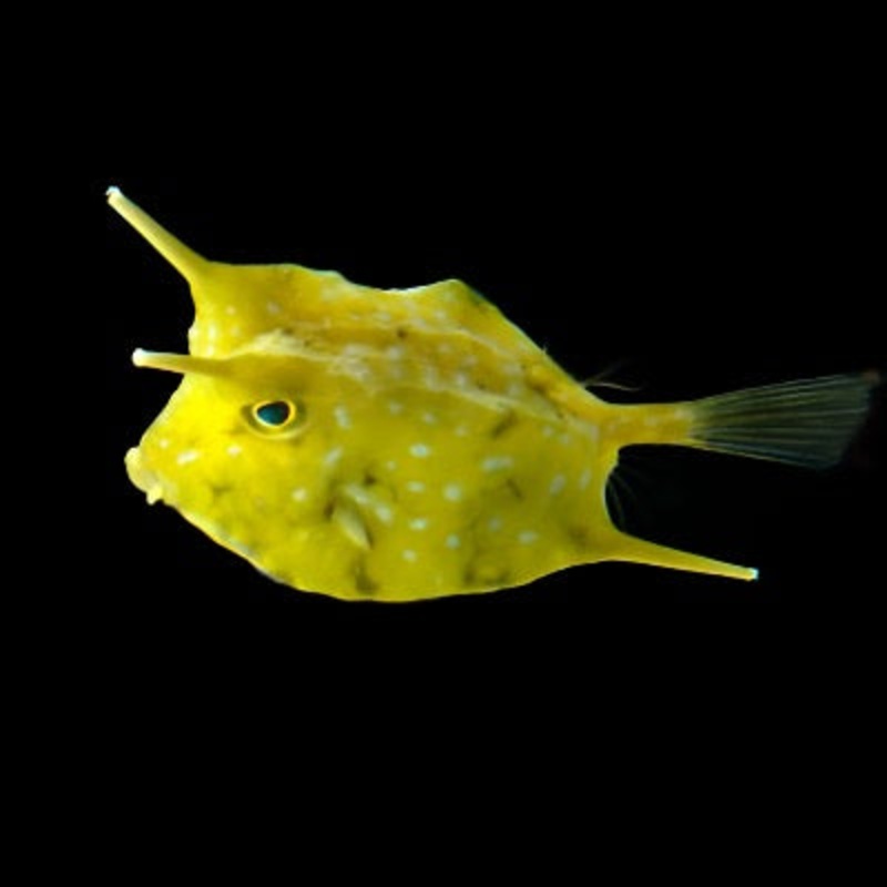 Lactoria Cornuta (Long Horned Cowfish)