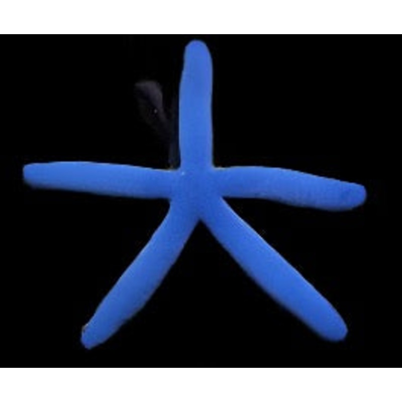 Linckia laevigata (Blue linckia starfish)