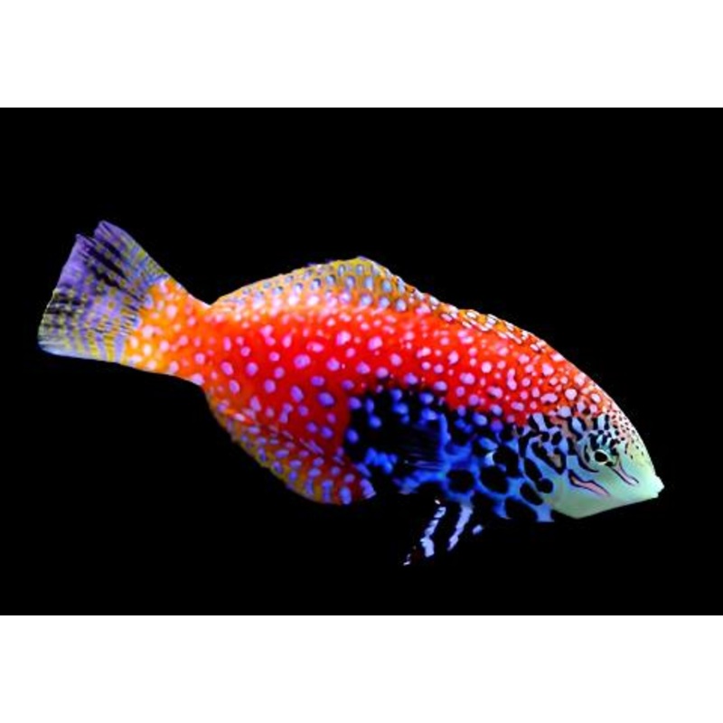 Macropharyngodon bipartitus (Blue Star Leopard Wrasse bipartitus)