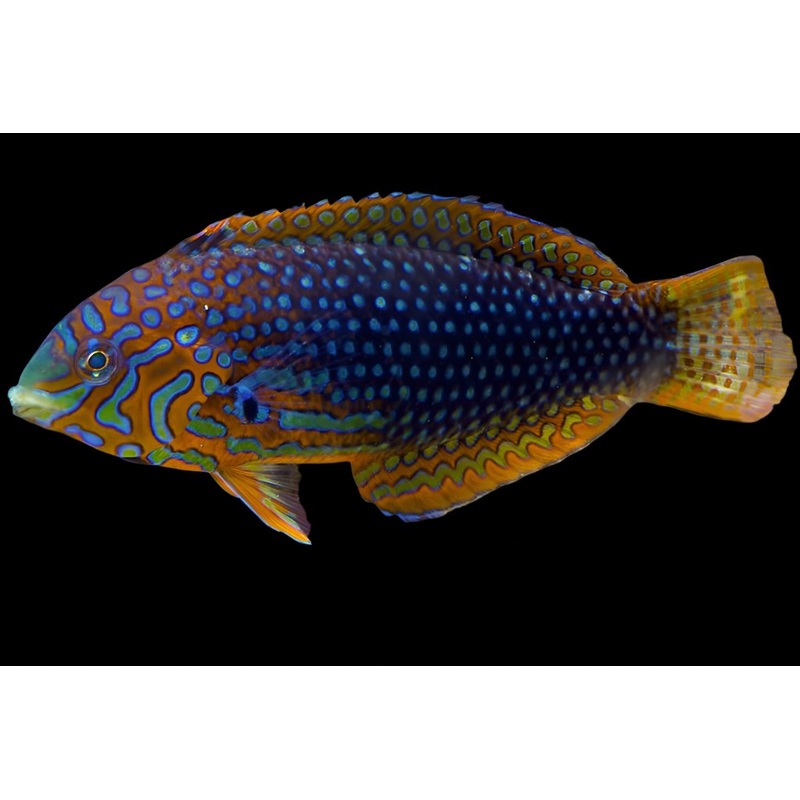 Macropharyngodon ornatus (Ornate Leopard Wrasse)