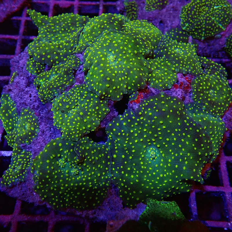 Marble Mushroom Garden Rock