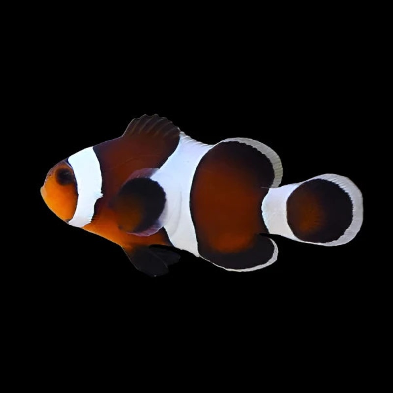 Mocha Ocellaris (Clownfish)