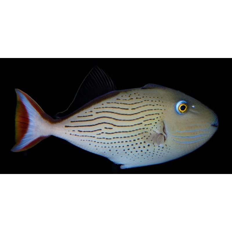 Mythical Linespot Triggerfish