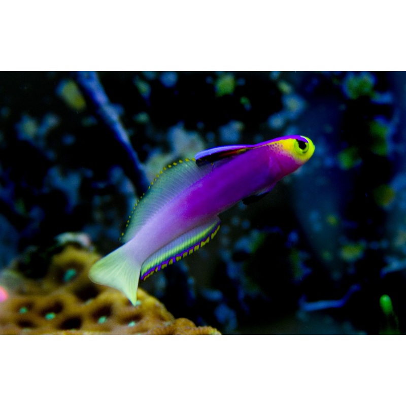 Nemateleotris helfrichi (Helfrichi Firefish)