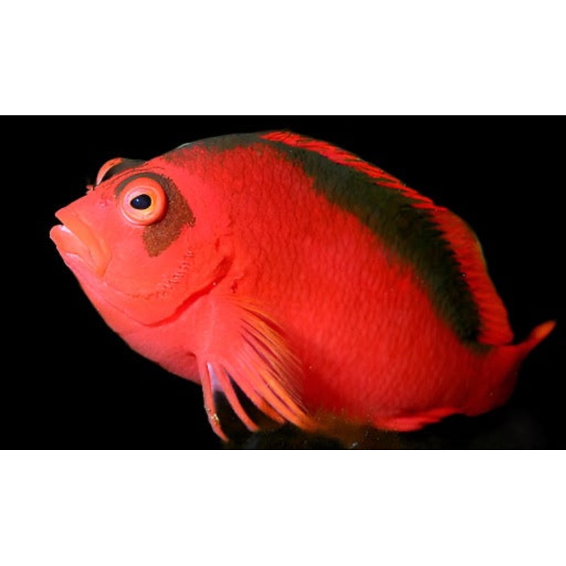 Neocirrhites armatus (Flame Hawkfish)
